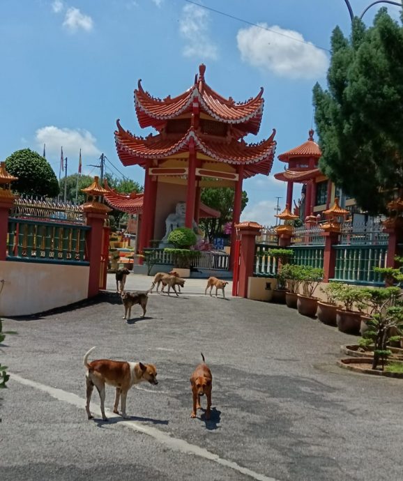 大都会（版2头）／弃养流浪犬咬伤女童狂追晨运者引人身安全，设狗笼人道方式捕捉处理／3图