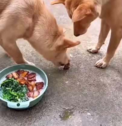 娘家狗狗天天串门蹭饭　网羡称“敢欺负女主就咬！”