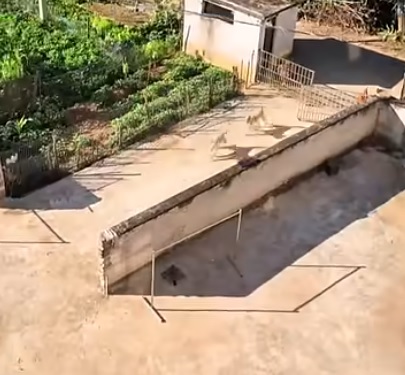 娘家狗狗天天串门蹭饭　网羡称“敢欺负女主就咬！”