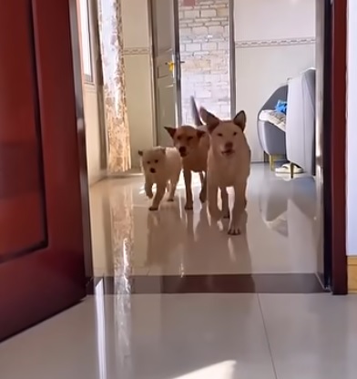 娘家狗狗天天串门蹭饭　网羡称“敢欺负女主就咬！”