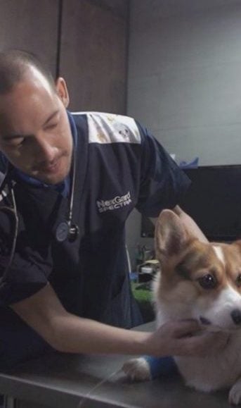 宠物医疗费为何那么贵？──探讨兽医业面临的挑战和未来机遇