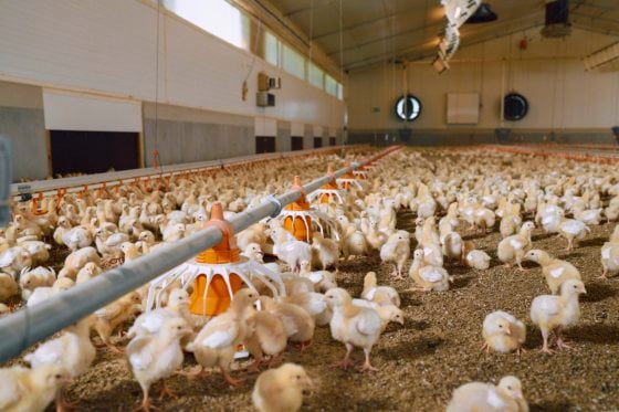 宠物医疗费为何那么贵？──探讨兽医业面临的挑战和未来机遇