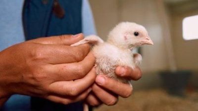 宠物医疗费为何那么贵？──探讨兽医业面临的挑战和未来机遇