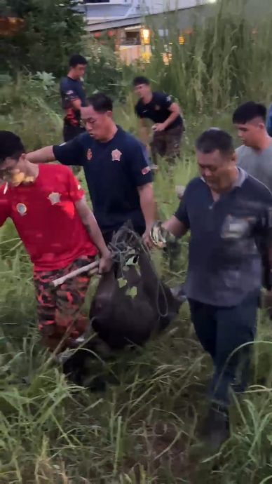 山猪闯兵如港新村皇后街 义消队围捕逾1小时擒拿