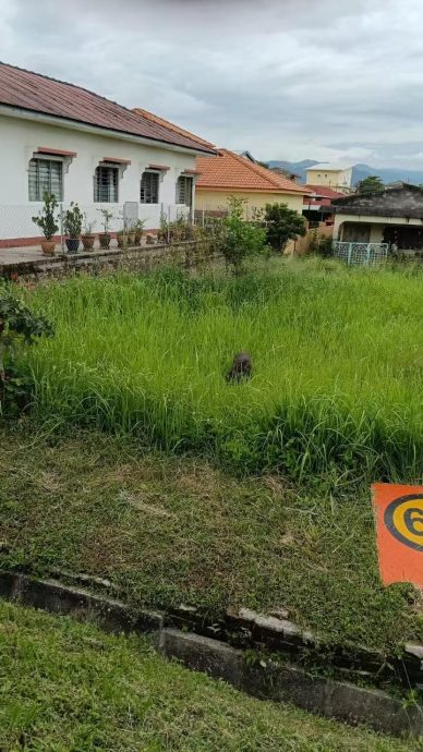 山猪闯兵如港新村皇后街 义消队围捕逾1小时擒拿