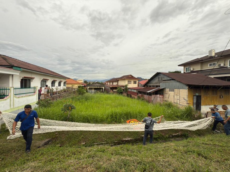 山猪闯兵如港新村皇后街 义消队围捕逾1小时擒拿