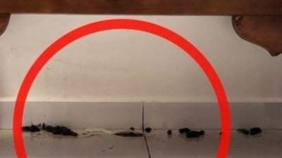 “爱猫男”捡小猫回家 不理屎尿惹家人怨