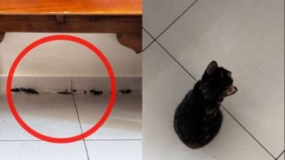 “爱猫男”捡小猫回家 不理屎尿惹家人怨