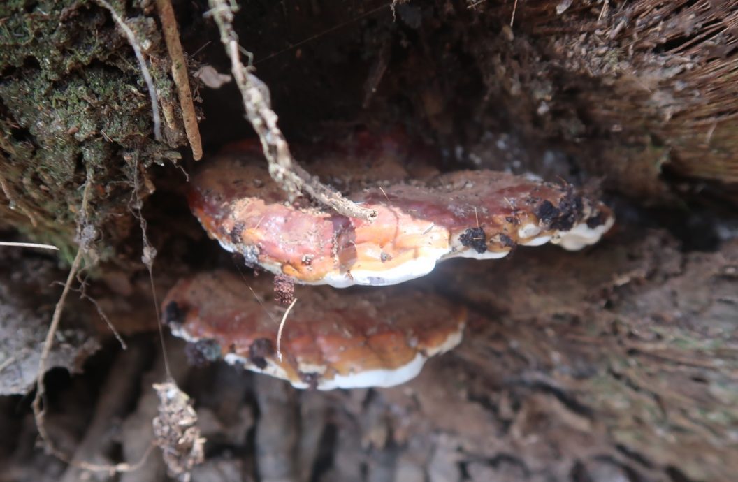 **已签发**柔︰封面:三合港怪味真相大白!原来是油棕园里发酵技术治树病