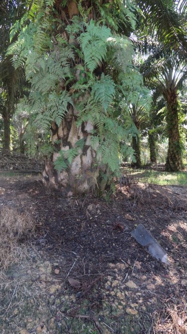 **已签发**柔︰封面:三合港怪味真相大白!原来是油棕园里发酵技术治树病