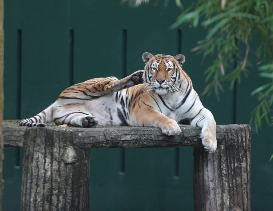 **已签发**柔：封面：2026柔旅游年Meh Lah Johor  吉祥物是马来亚虎Cuping和Jucy