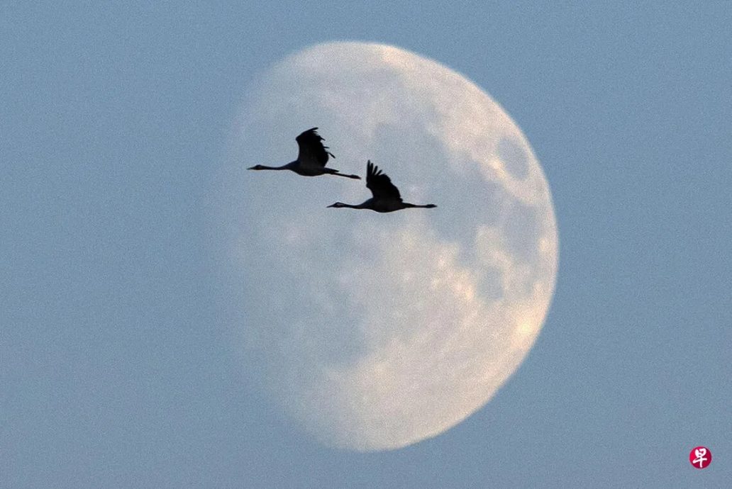 *已签发*柔:狮城二三事:今年中秋恰逢3年一遇“10月丰收月”
