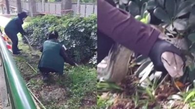 视频 | 大蟒蛇组屋区出没  狮城公园局女人员冷静处理获佳赞