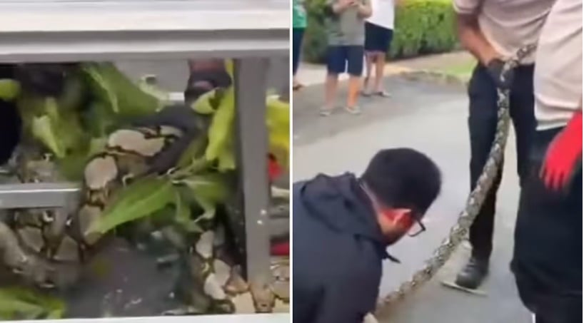 *已签发*柔：狮城二三事：树上盘蛇  民众紧张围观捉蛇人员擒下