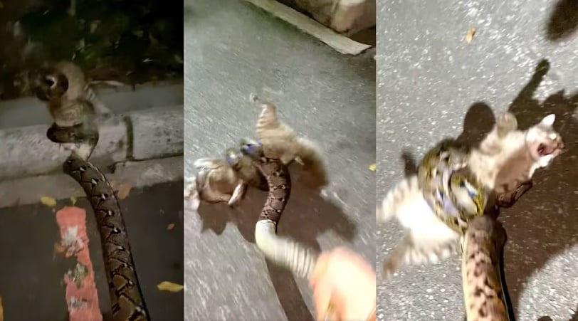 *已签发*柔:狮城二三事:男子甩蛇救猫  引网民两极反应