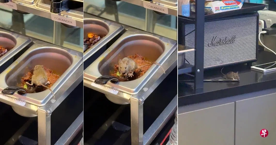 *已签发*柔：狮城二三事：自助快熟面店现“不速之客” 食客：酱料容器现鼠踪