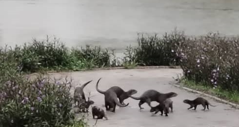 **已签发**柔：第三版头：水獭出没独立公园！新山市厅立警示牌，提醒民众小心防范