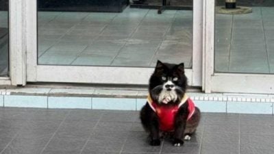 “胡子猫”被带走掀寻猫潮 网民齐心助它回家