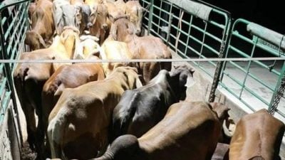 2男从泰贩运35牛入境   连人带车牛只被扣