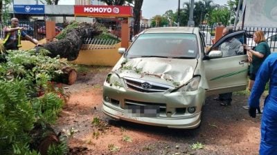 大树倒下压中轿车  司机在吃早餐逃过一劫