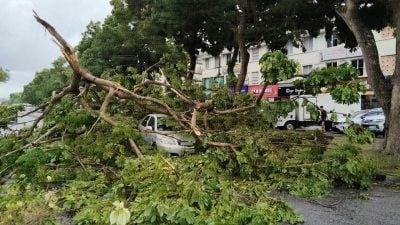 强风早午袭安顺 树倒压坏汽车