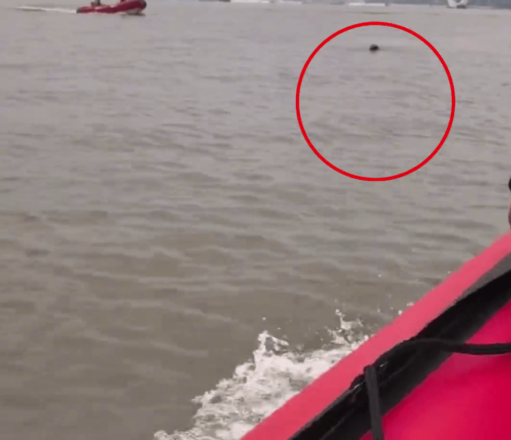 拚图两图)观潮堕钱塘江 大命男漂浮7小时获救