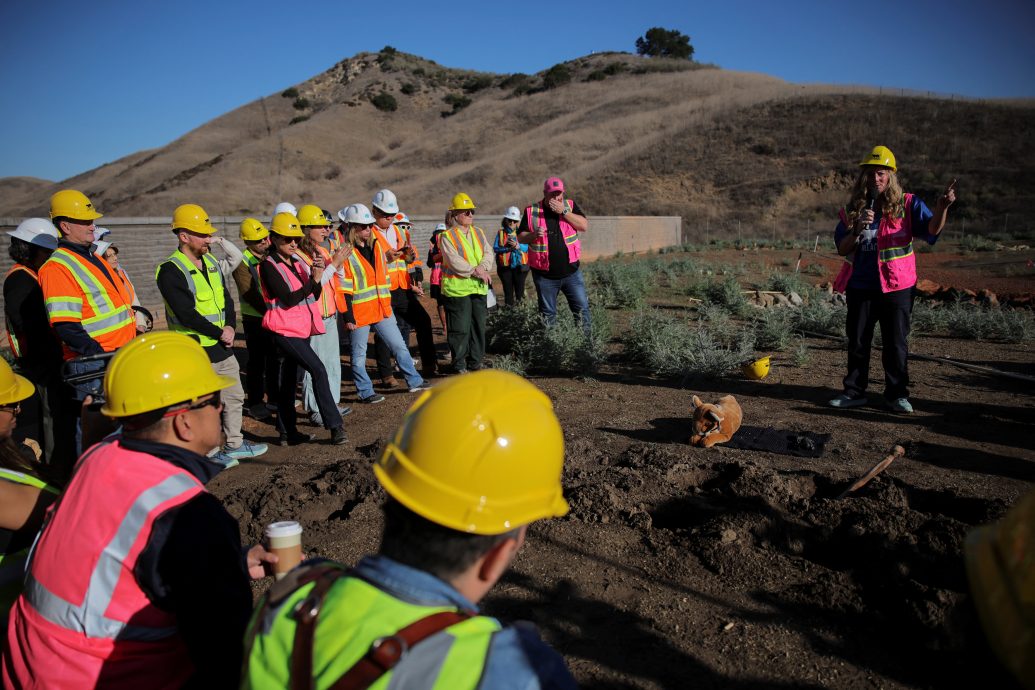 拚盘)“给动物一条生路”耗资4亿帮美洲狮过马路 洛杉矶盖全球最大动物天桥