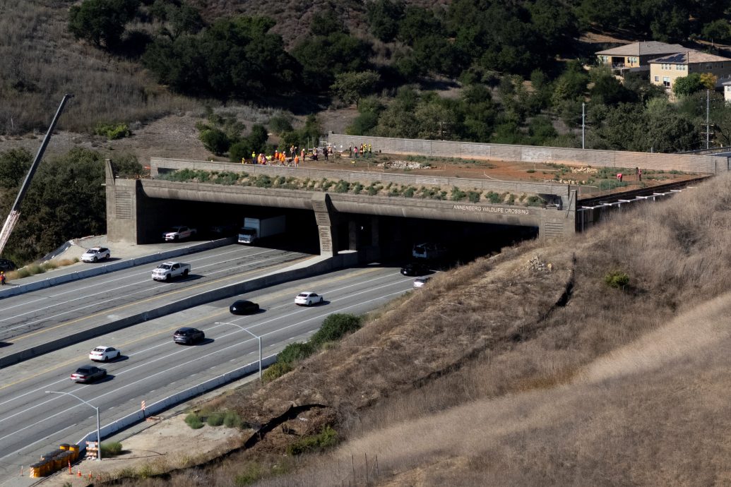 拚盘)“给动物一条生路”耗资4亿帮美洲狮过马路 洛杉矶盖全球最大动物天桥