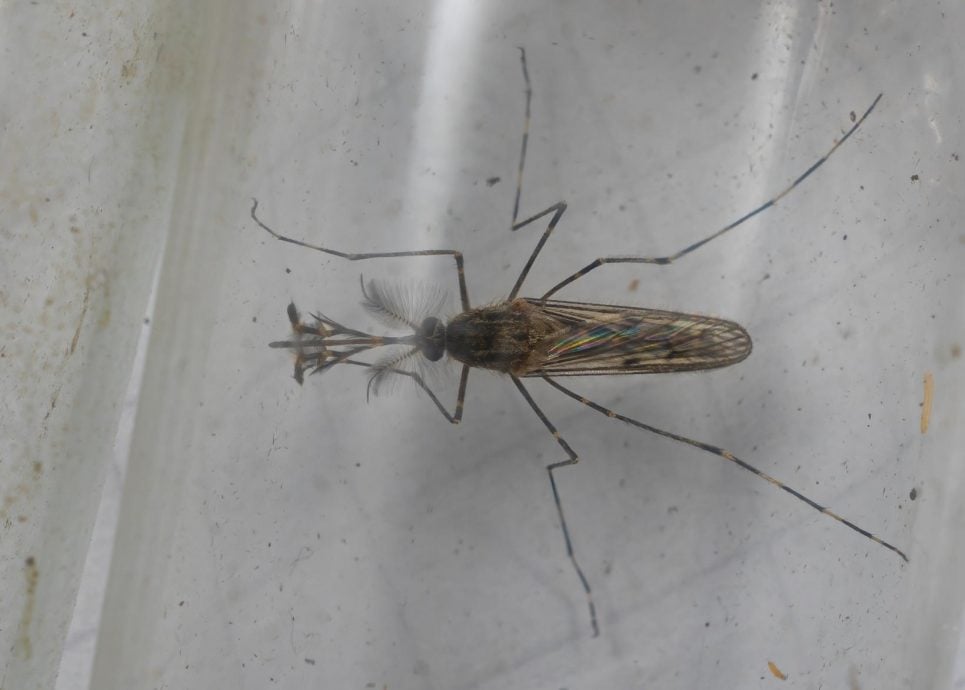 拼盘∕“无蚊国”失守 冰岛首度发现蚊子 科学家确认为耐寒品种