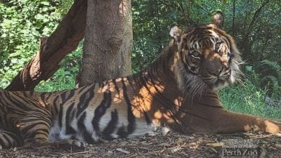 与癌症搏斗7年 澳洲柏斯动物园最后的老虎逝世