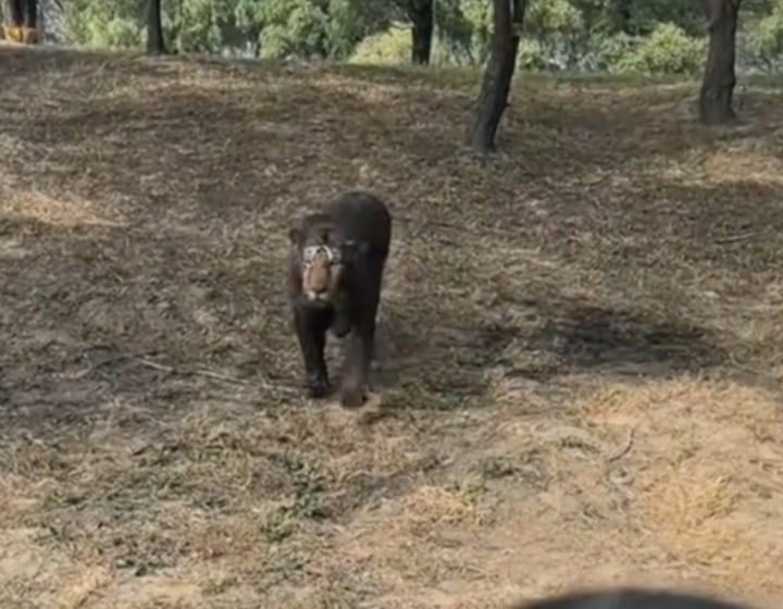 拼盘∕网红东北虎“二埋汰”一身黑泥 小游客直呼“他是泥鳅”