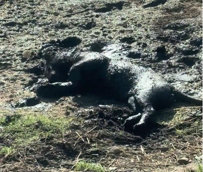 拼盘∕网红东北虎“二埋汰”一身黑泥 小游客直呼“他是泥鳅”