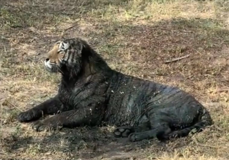 拼盘∕网红东北虎“二埋汰”一身黑泥 小游客直呼“他是泥鳅”