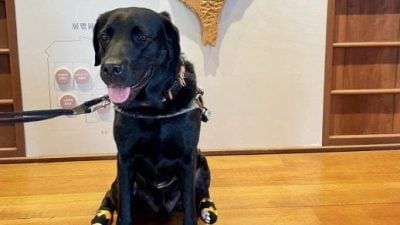 故事馆拒绝导盲犬 志工呛看不到进去也没用 视障女心如刀割
