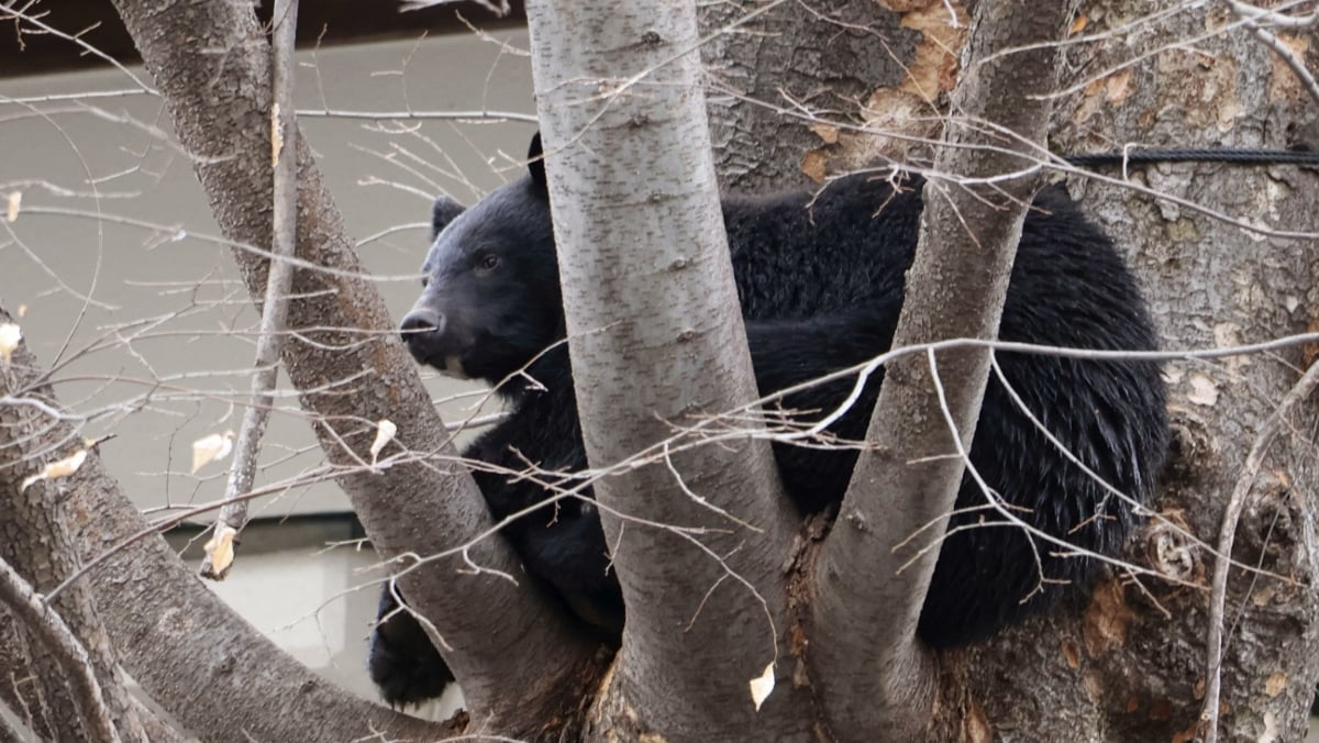 日本两天连爆两起“熊杀人”!78岁翁、75岁嬷惨死 还有一人失踪