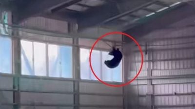 日本熊袭已12死创新高  全国校园发防熊手册