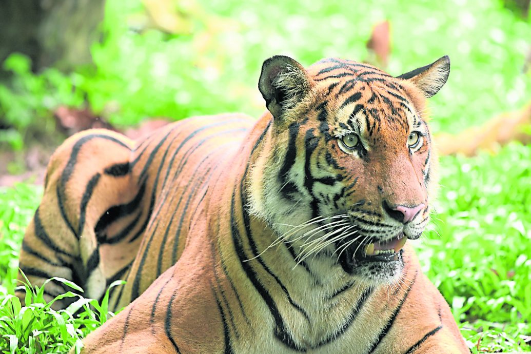 星期天头条封面引文/老虎去哪了