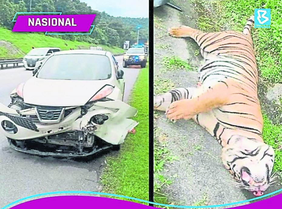 星期天头条封面引文/老虎去哪了