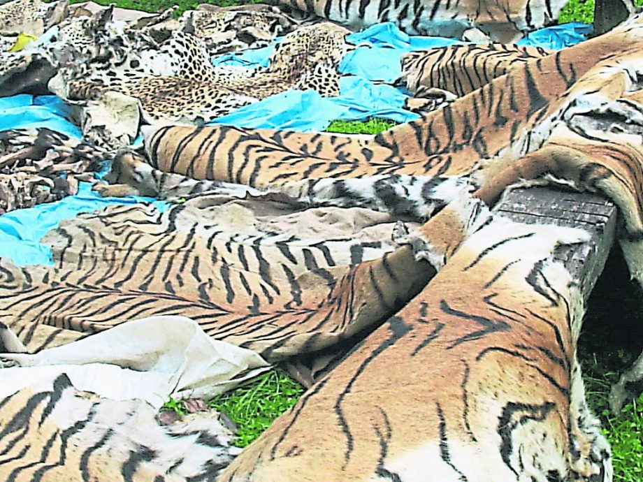 星期天头条封面引文/老虎去哪了