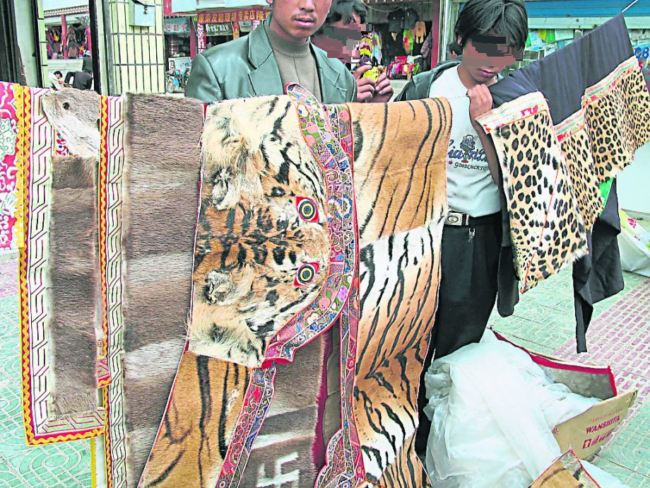 星期天头条封面引文/老虎去哪了