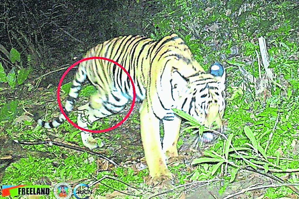 星期天头条封面引文/老虎去哪了