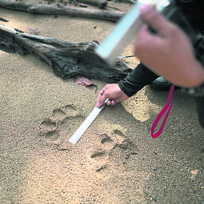 星期天头条封面引文/老虎去哪了