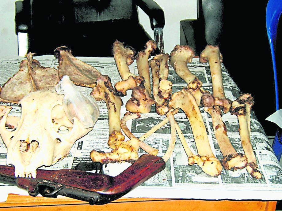 星期天头条封面引文/老虎去哪了