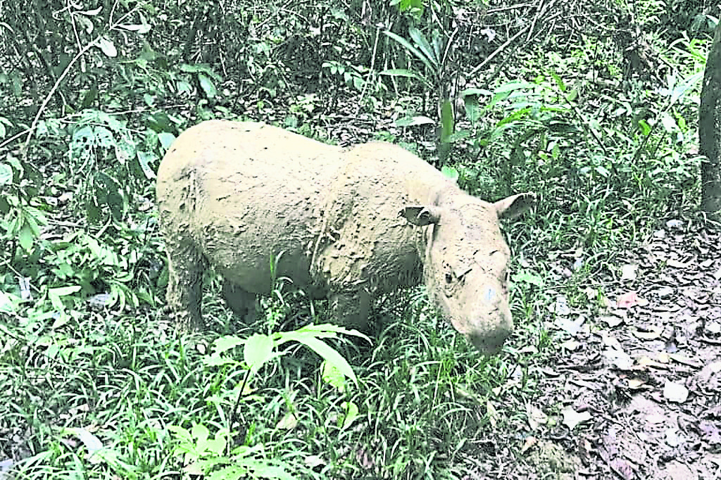 星期天头条封面引文/老虎去哪了