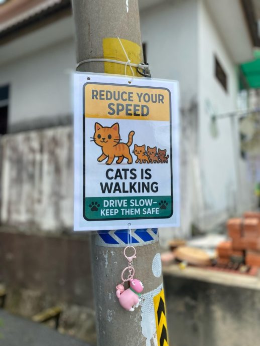 暖势力|女子保护猫咪防被撞 自制减速提醒牌挂社区