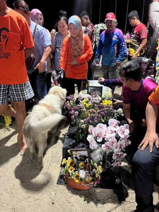 暖势力:流浪犬Tompok用生命教导爱