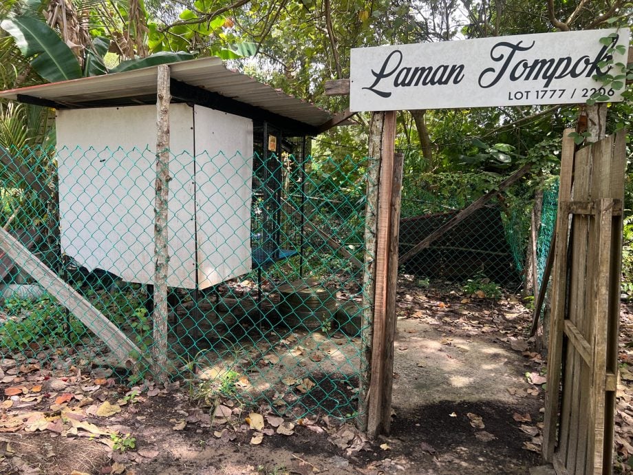 暖势力:流浪犬Tompok用生命教导爱