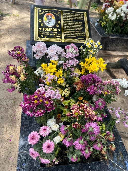 暖势力:流浪犬Tompok用生命教导爱