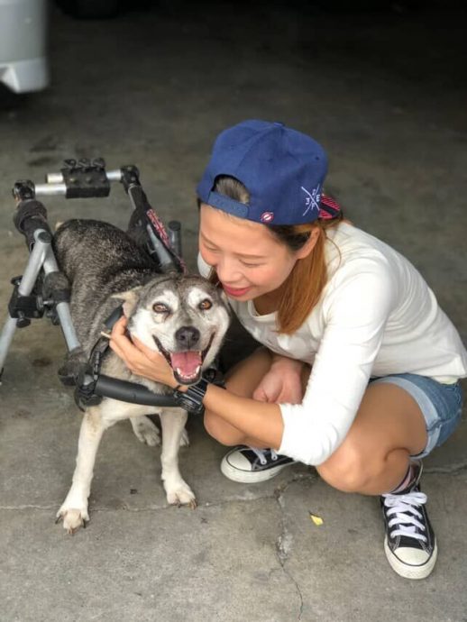 暖势力(已签发)被弃米克斯犬瘫痪后重生 饲主悉心照顾10年带它看世界