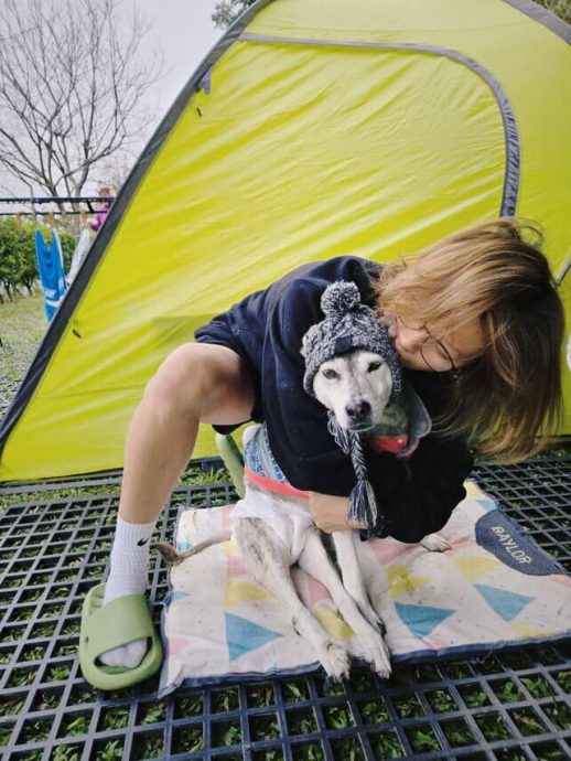 暖势力(已签发)被弃米克斯犬瘫痪后重生 饲主悉心照顾10年带它看世界